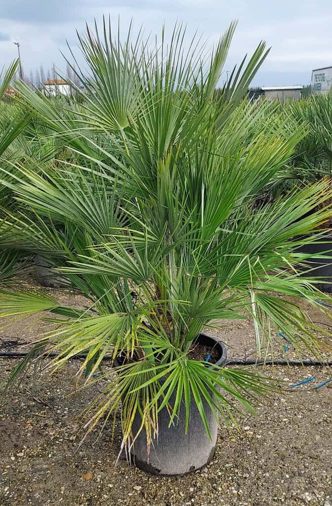 Chamaerops humilis 80-100 cm